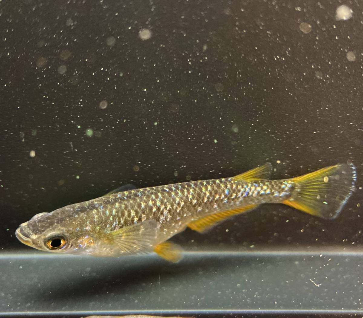 【killifish】現物出品　極上種親候補　初期 コブラ めだか 1ペア(産卵サイズ)《MARIMOYA様血統》②