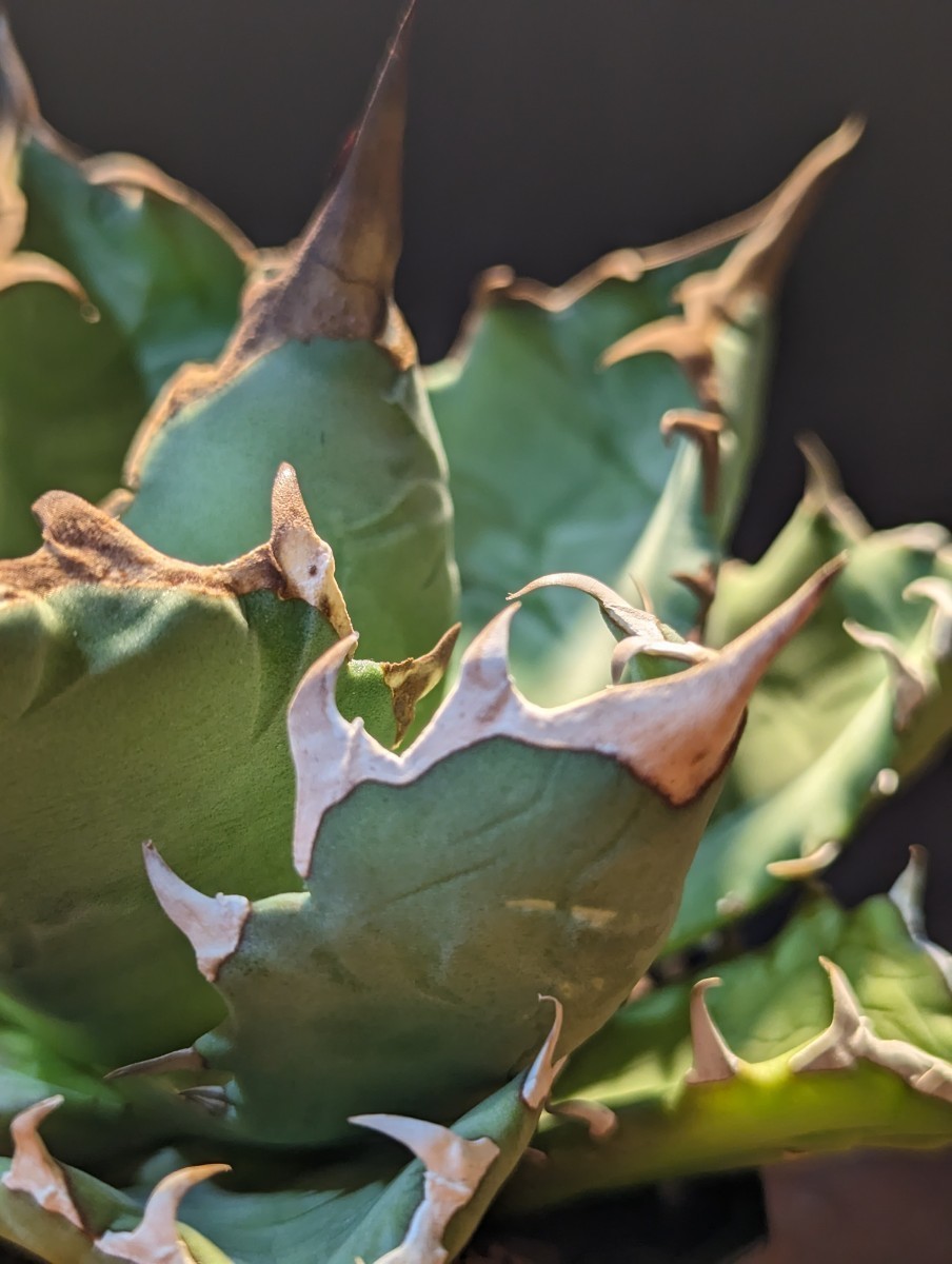 アガベ チタノタ 姫厳竜 ナンバーワン ⁄ Agave titanota 農大 特選