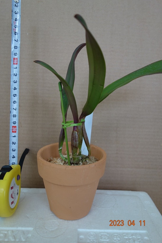 洋蘭原種カトレア C.lueddemanniana rubra sib ( ' Inferno ' X