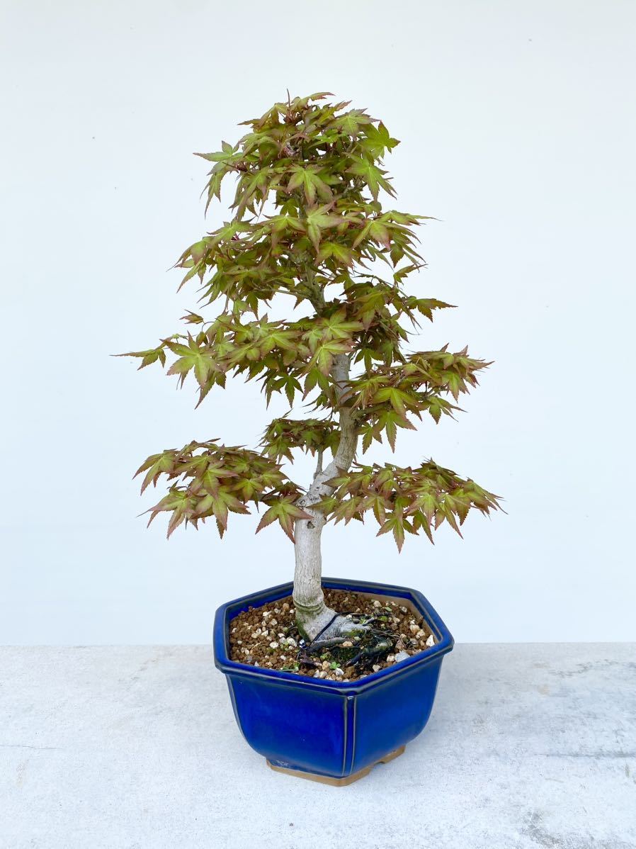 白木盆栽園 もみじ モミジ 紅葉 盆栽 黒松赤松五葉松真柏雑木新しい