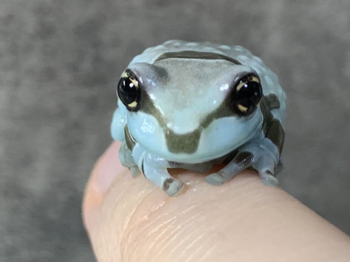 ◆　ミルキーフロッグ　セレクト1匹　青い　透明感　2.5〜3センチ