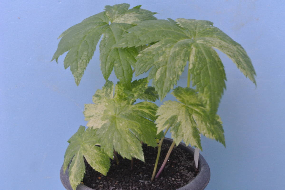 山野草　斑入り　シラネアオイ　6本立ち全葉斑入り　綺麗です