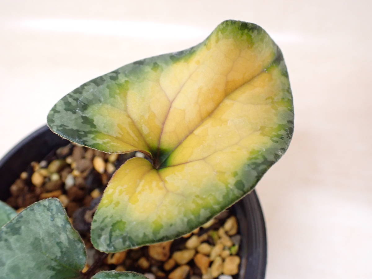 オモト 万年青 「華宝」