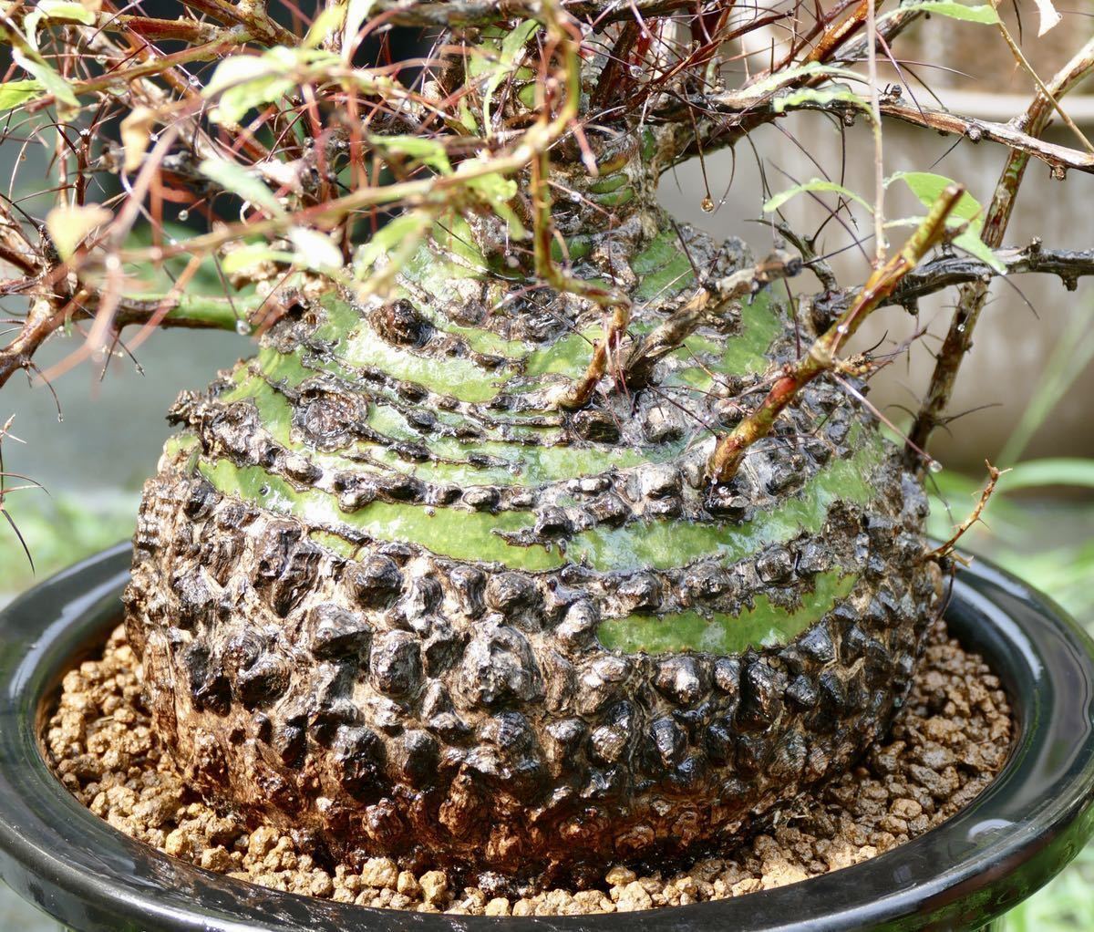 多肉植物・コーデックス フォークィエリア・ファッシキュラータ 挿し木