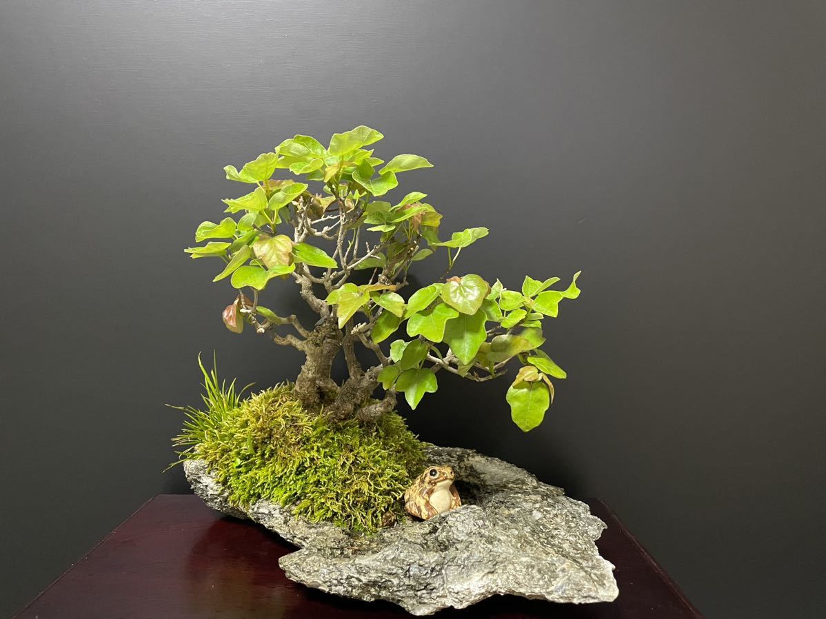 カエデ（楓）盆栽の販売｜盆栽妙 – 盆栽妙 本店 三河盆栽 石付き楓
