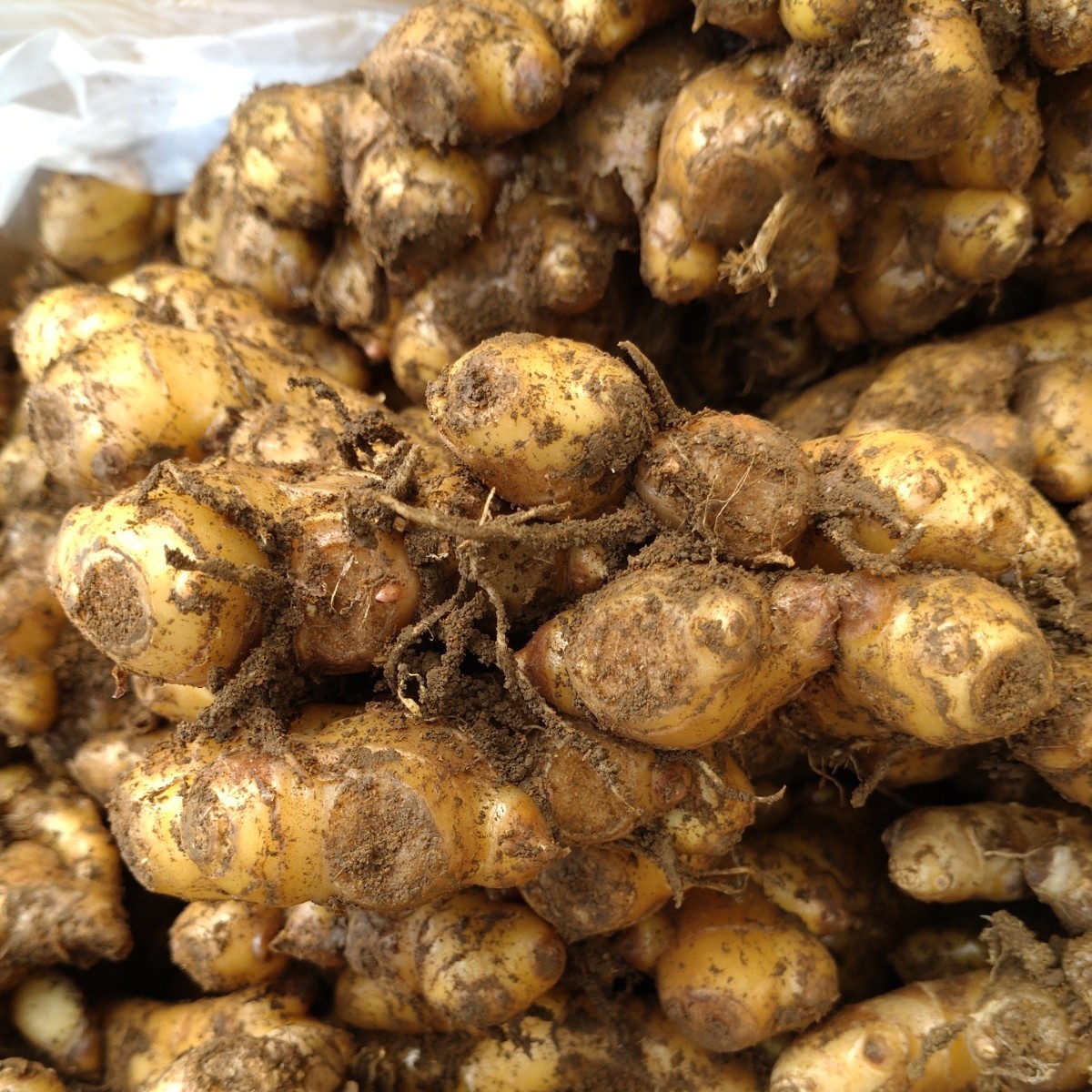 種生姜13kg 三州赤芽生姜 種生姜 千葉県産 農家直送 10kg 千葉県産
