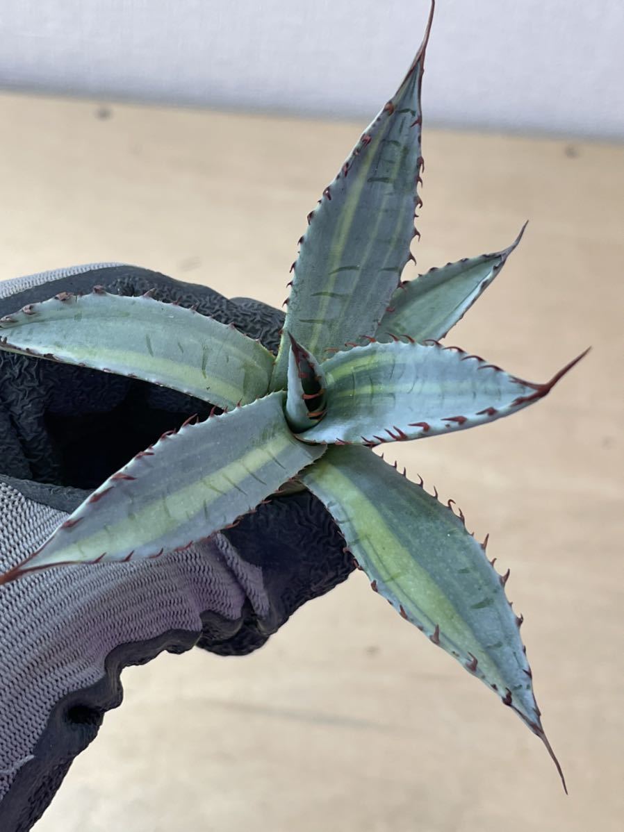 屈原の舞扇錦 アガベ 多肉植物アガベ 極上糊班 珍品 屈原の舞扇錦（