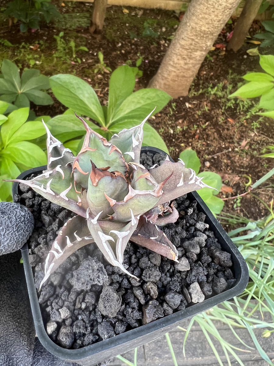 超厳選 アガベ チタノタ 姫厳竜 強棘 狂刺 短葉 厚葉 極上美株優良血統大株.子株セット (台湾株)