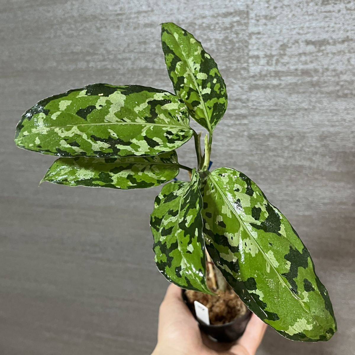 ワイルド株 アグラオネマ Aglaonema ピクタム Pictum 中山PLANTS