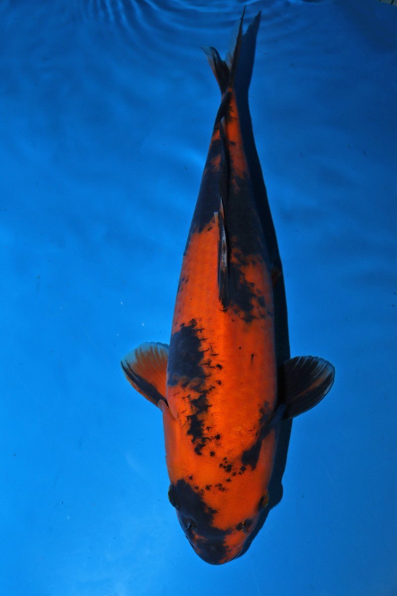 【魚酔#186】篠田養鯉場産 緋写り 2021年産 メス 42cm