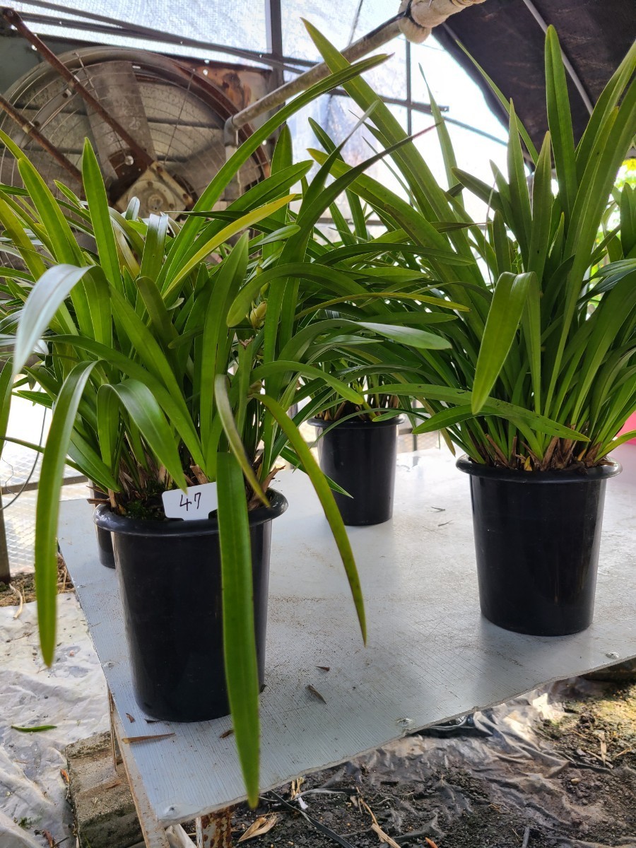 5.5寸。白花「花芽1個」金稜辺4鉢セット。蜜蜂誘引蘭。農園直送。キンリョウヘン。