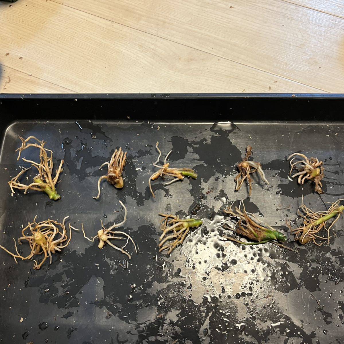 【48】10株セット　アグラオネマ・ピクタム・トリカラー　ワイルド株　スマトラ島南スマトラ産　Aglaonema Pictum 中山PLANTS 今回出アグラオネマは根を10株セット売りです