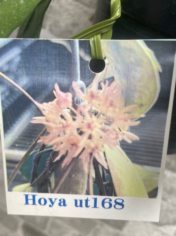 Hoya ut-168