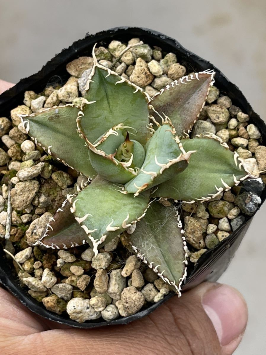 チタノタ フィリグリー 多肉植物アガベ 多肉植物 新作登場，人気 圓葉
