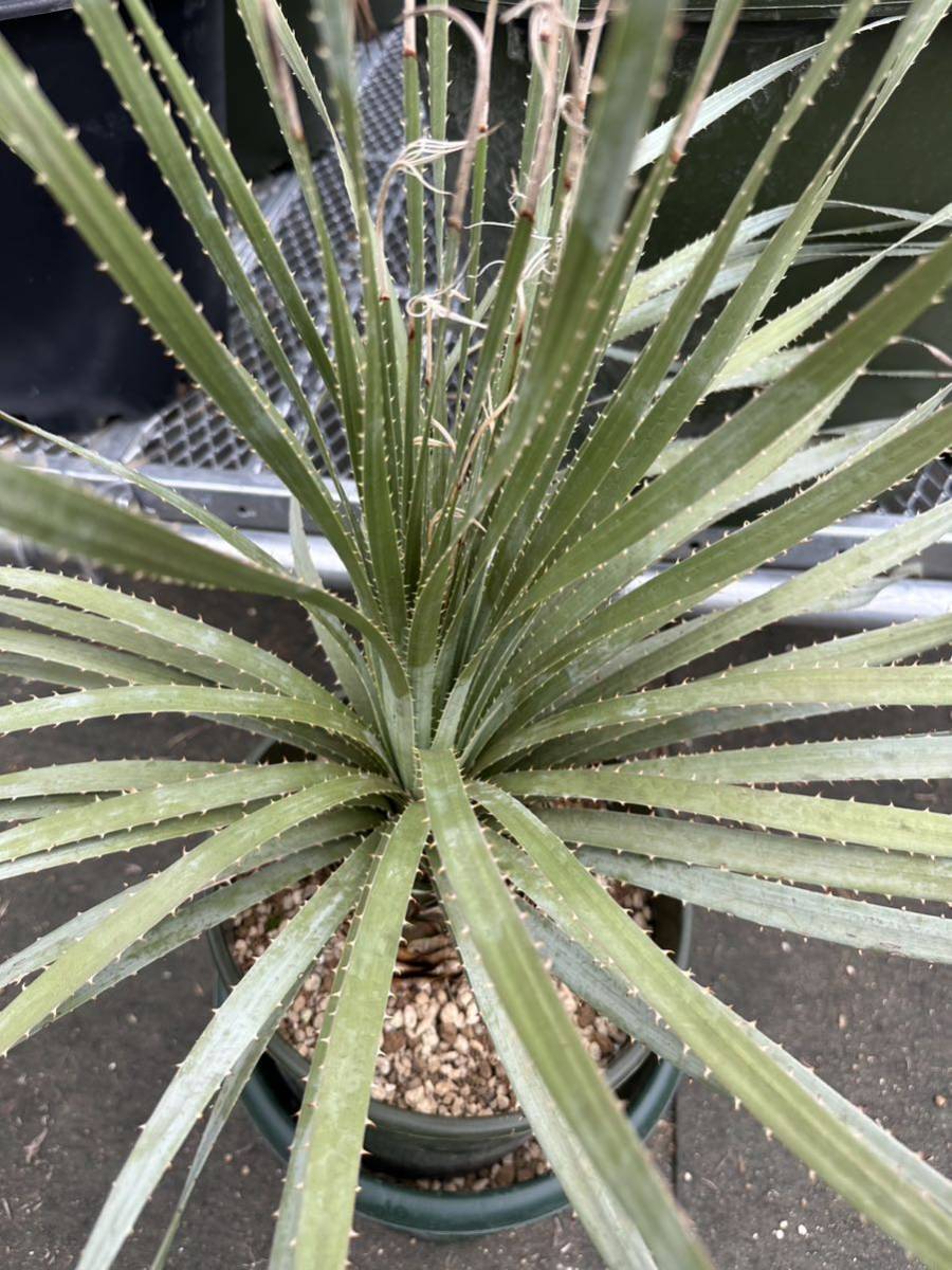Dasylirion Glaucophyllum ダシリリオン グラウコフィラム 輸入活着株