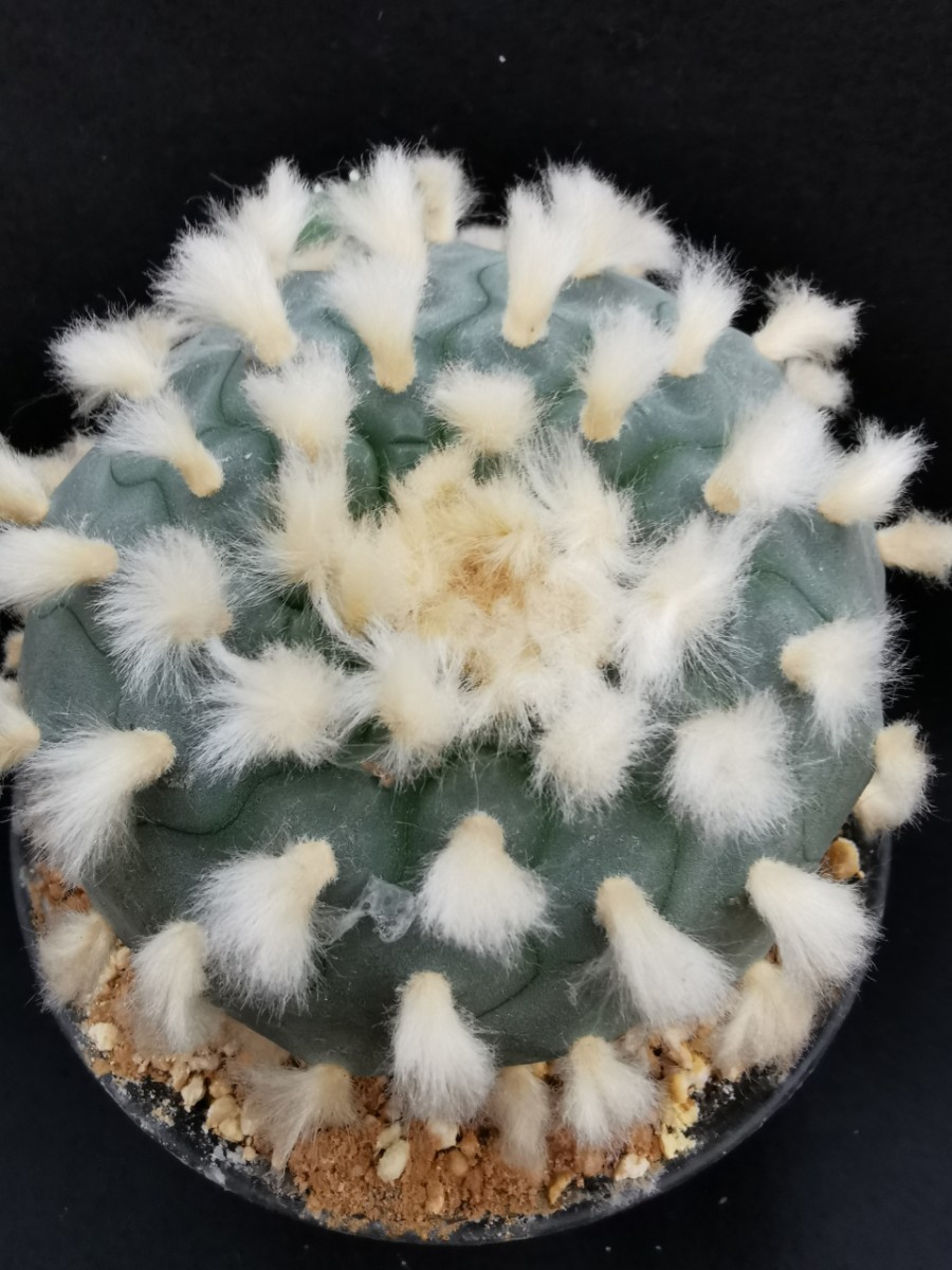 銀冠玉 実生品 15㎝×13㎝ 子吹3本 【公式通販】