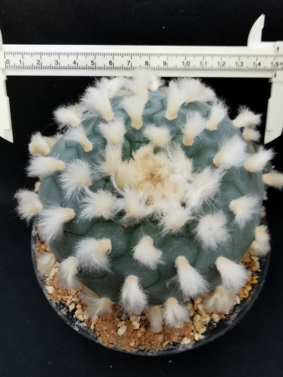 銀冠玉 実生品 15㎝×13㎝ 子吹3本 【公式通販】
