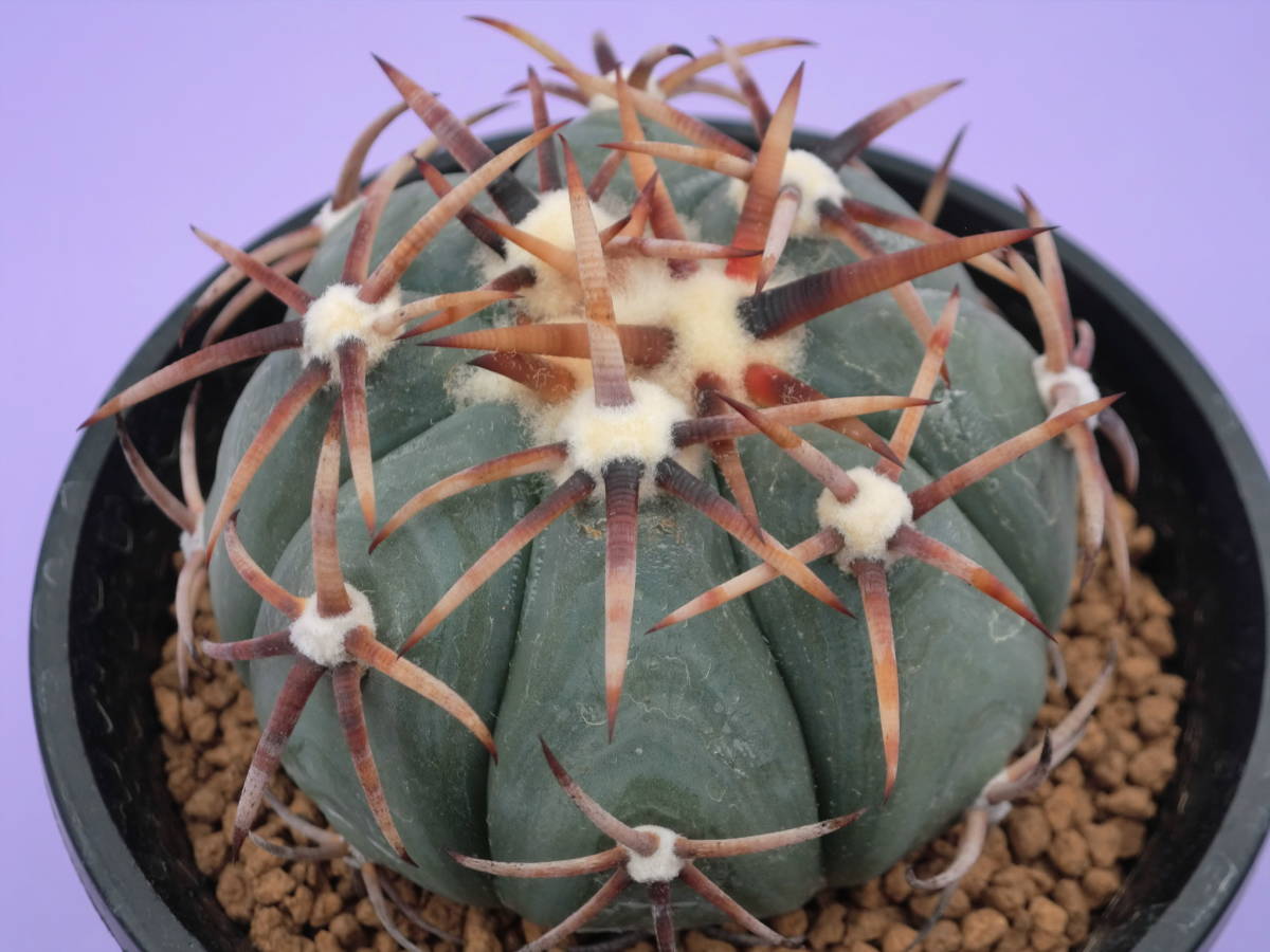 ご確認　多肉 224】珍奇植物 多肉植物Tylecodon opelii 大株 1株 | RAGNA.BY