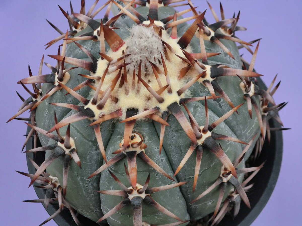 実生 雷帝 サボテン | 太平丸 エキノカクタス Echinocactus