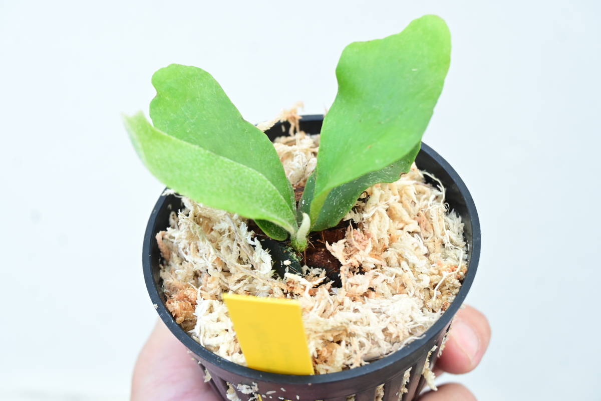 新作，最新作 P.Banna#A⑧　 @bikamori.com バンナ#A　 ビカクシダ