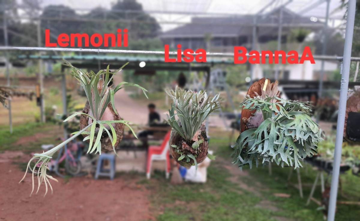 新作，最新作 P.Banna#A⑧　 @bikamori.com バンナ#A　 ビカクシダ