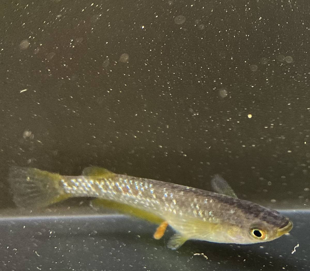 【sazabi killifish】現物出品 初期 コブラ めだか 1ペア＋1尾《MARIMOYA様血統》①