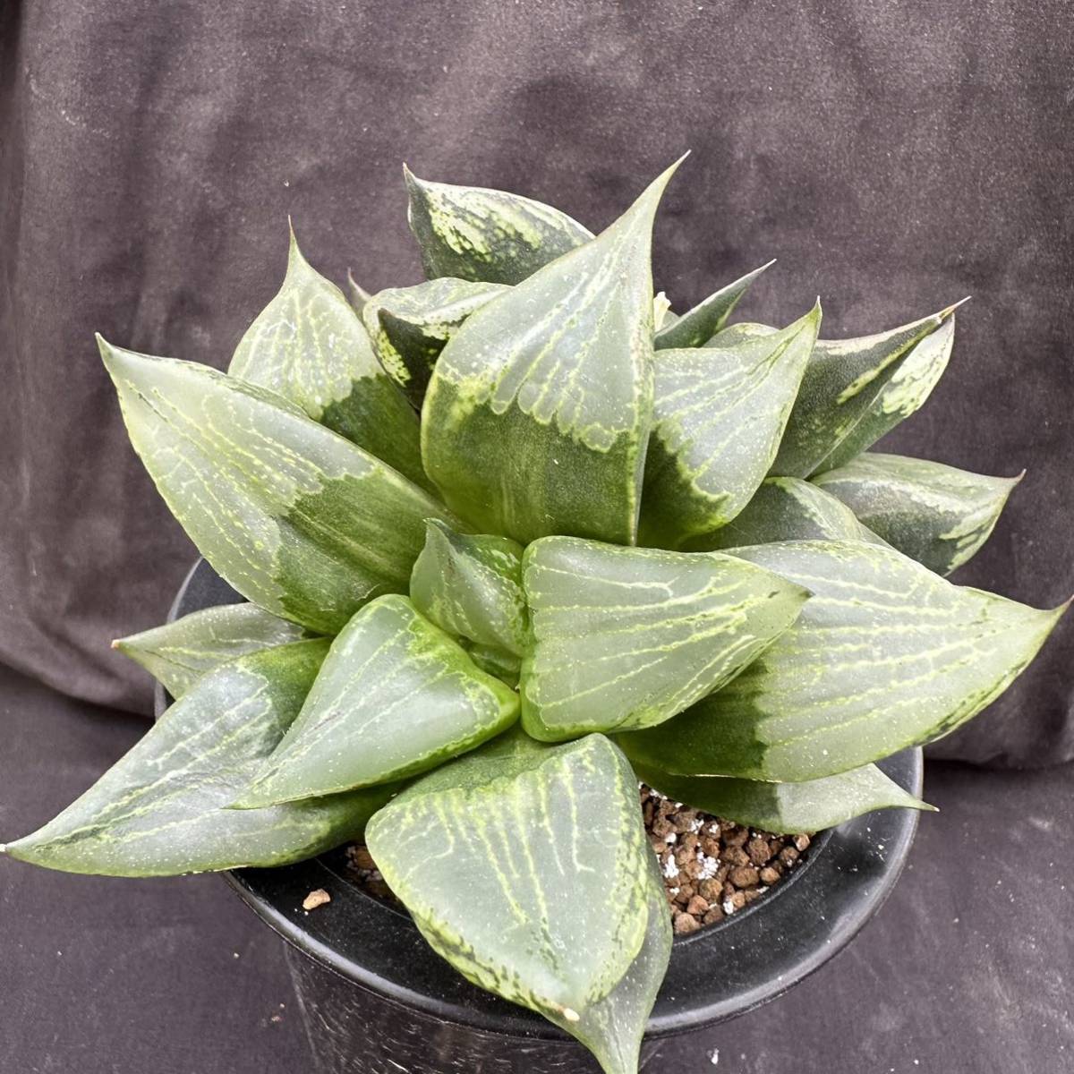 ☆サボテン・多肉植物☆846☆ハオルシア 裏般若 （斑少々）Haworthia