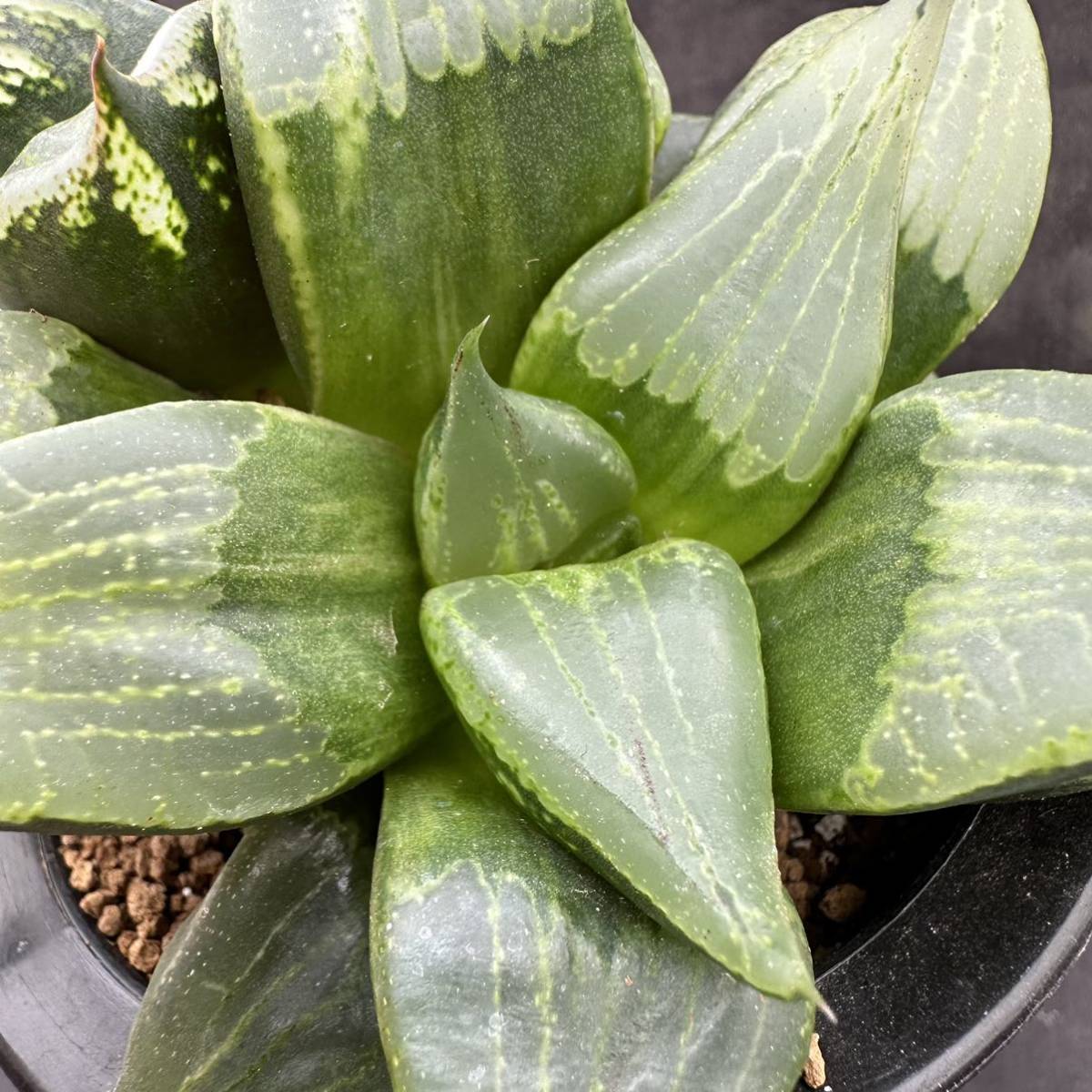 ☆サボテン・多肉植物☆846☆ハオルシア 裏般若 （斑少々）Haworthia