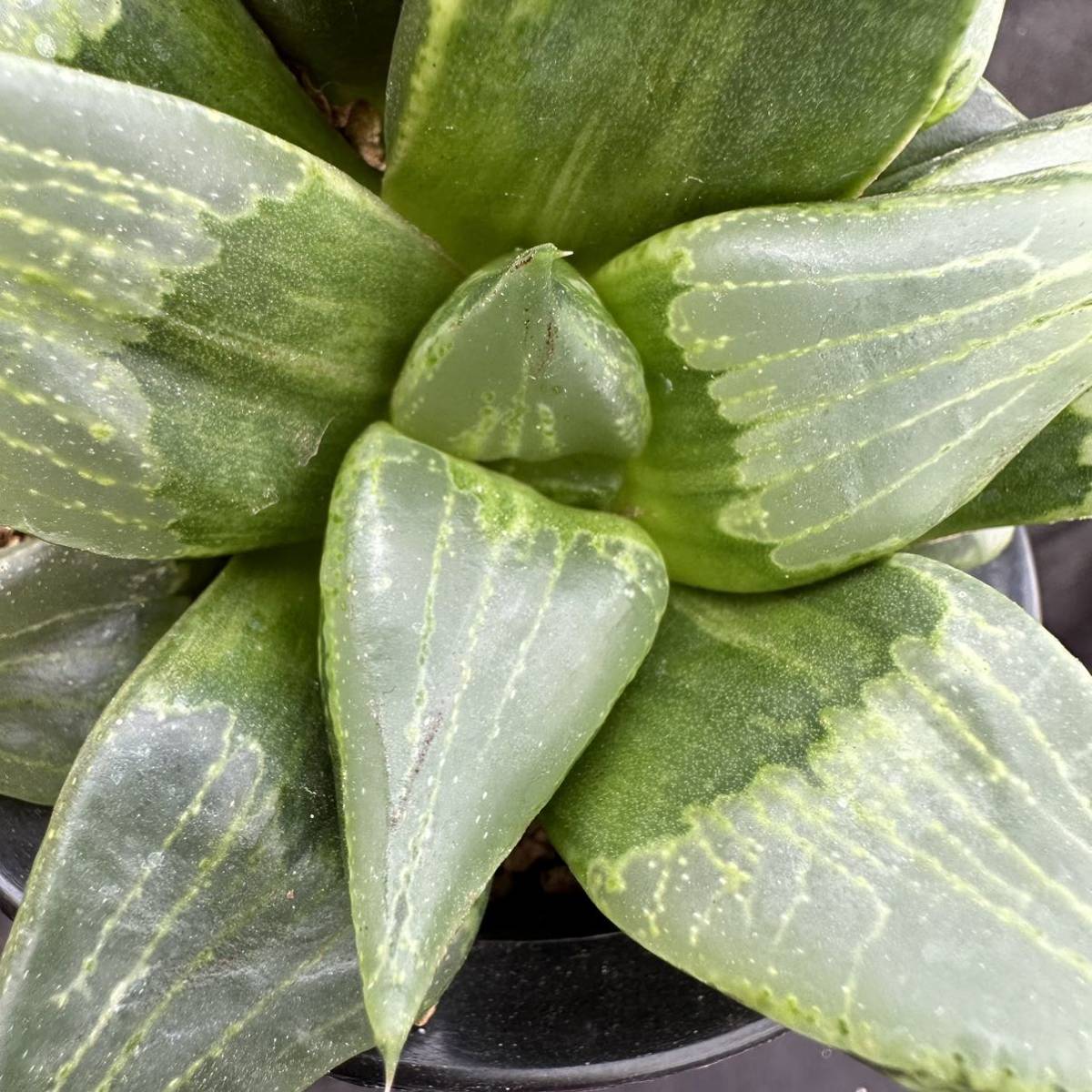 ☆サボテン・多肉植物☆846☆ハオルシア 裏般若 （斑少々）Haworthia