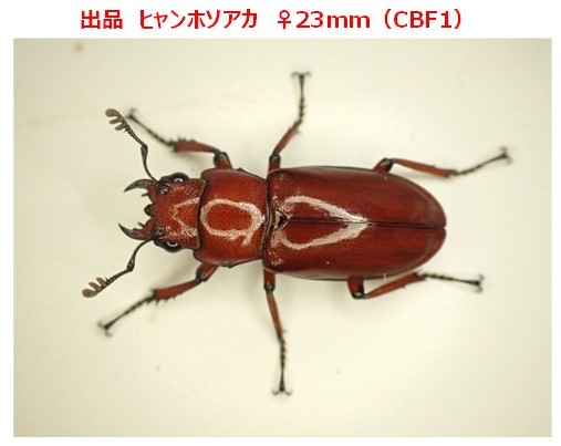 【Yama Tomo】 ヒャンホソアカ ♀単 新成虫（CBF1）