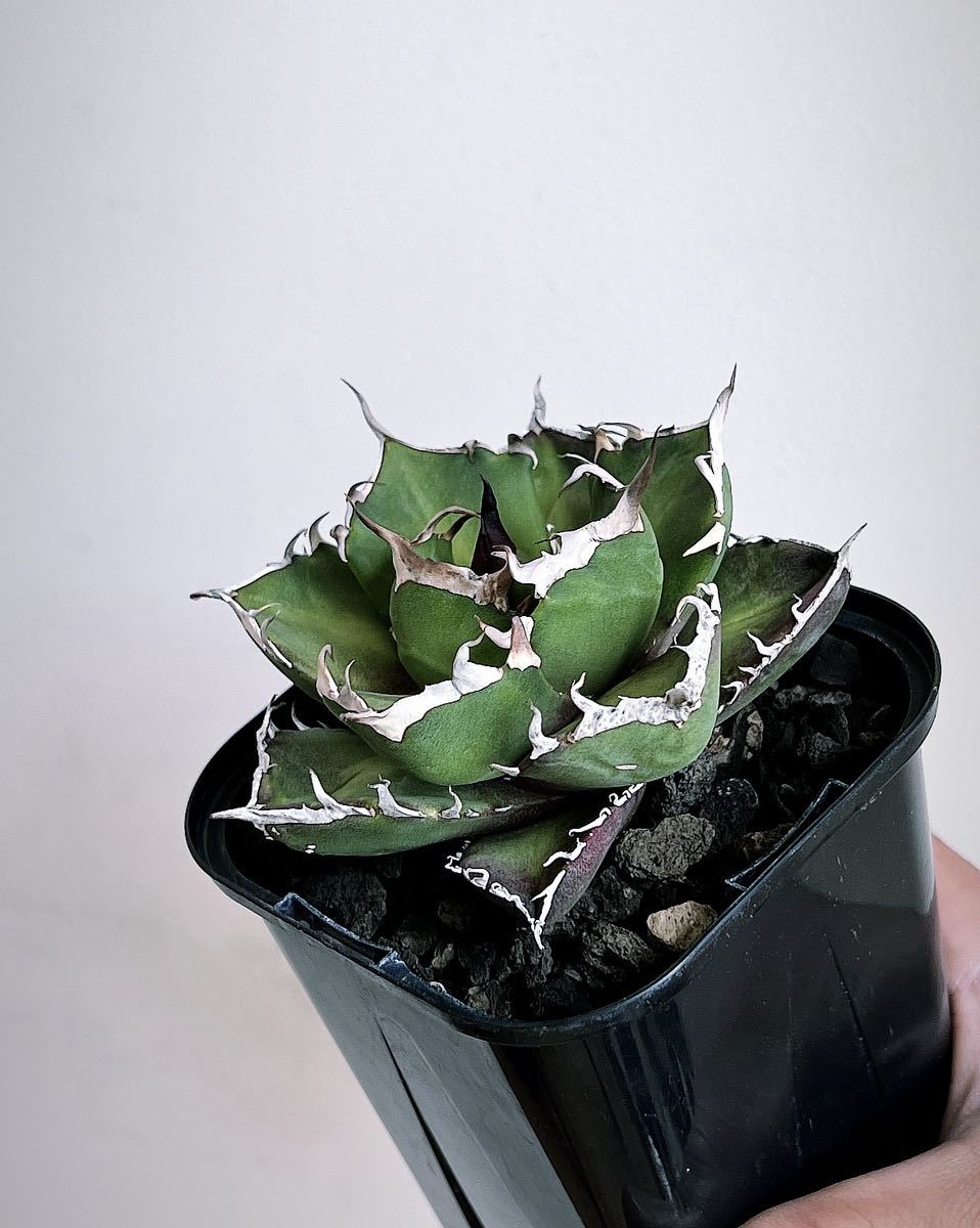 アガベ チタノタ 鬼爪 雪峰 美株