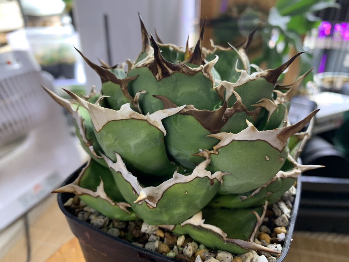 アガベ タランチュラ 子株 チタノタ オテロイ イラン株AGAVE アガベ
