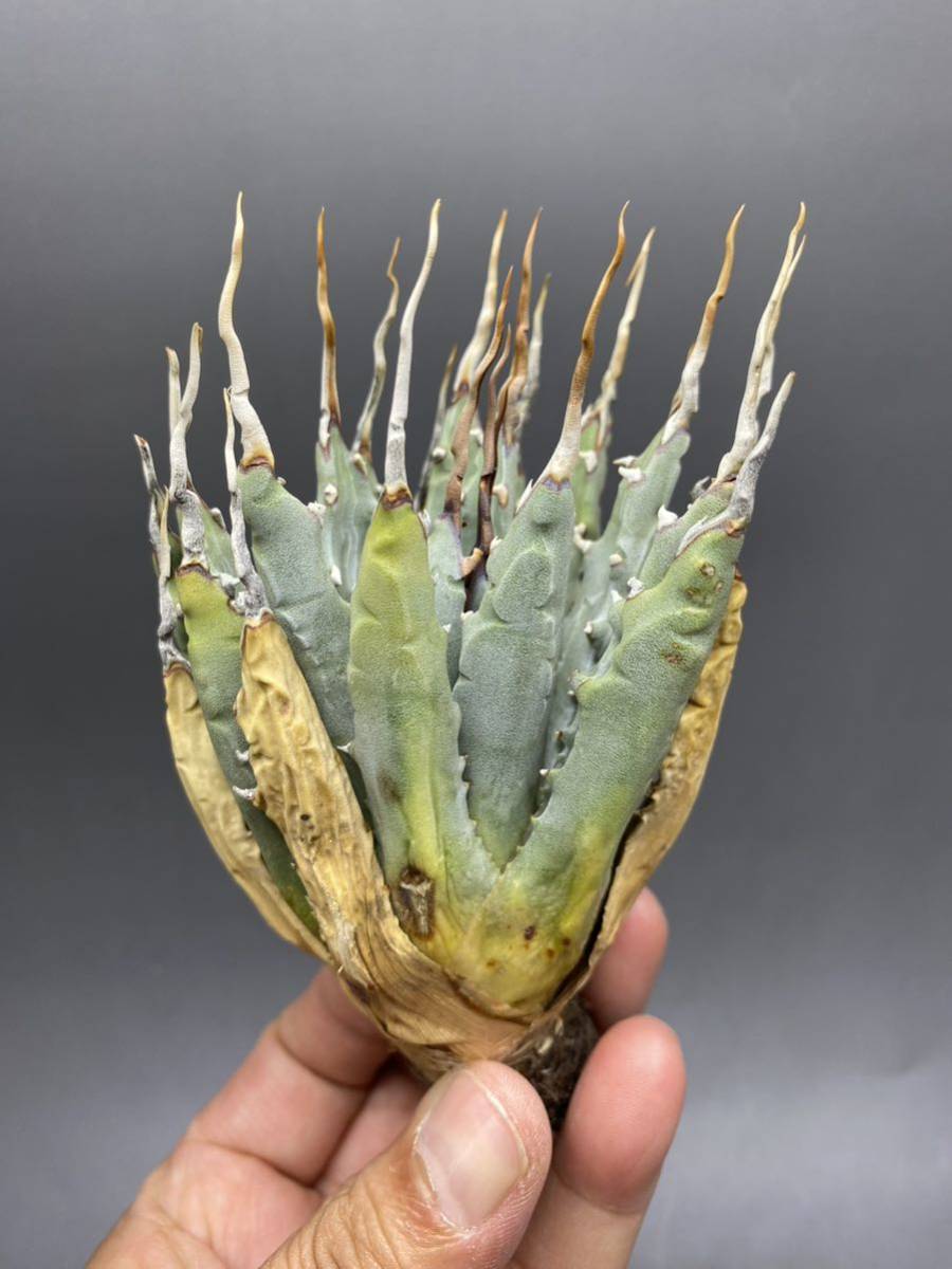 S503-64【小株】陽炎蕾形厚肉粗曲棘アガベ ユタエンシス /Agave utahensis 
