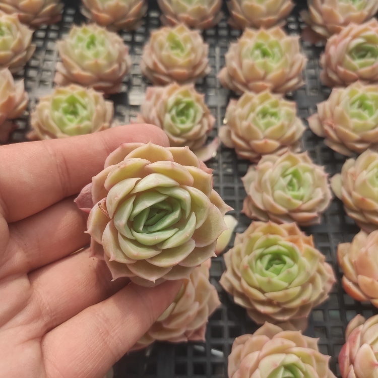 0516-S122オンスローhyb30個 ☆多肉植物　エケベリア　韓国　