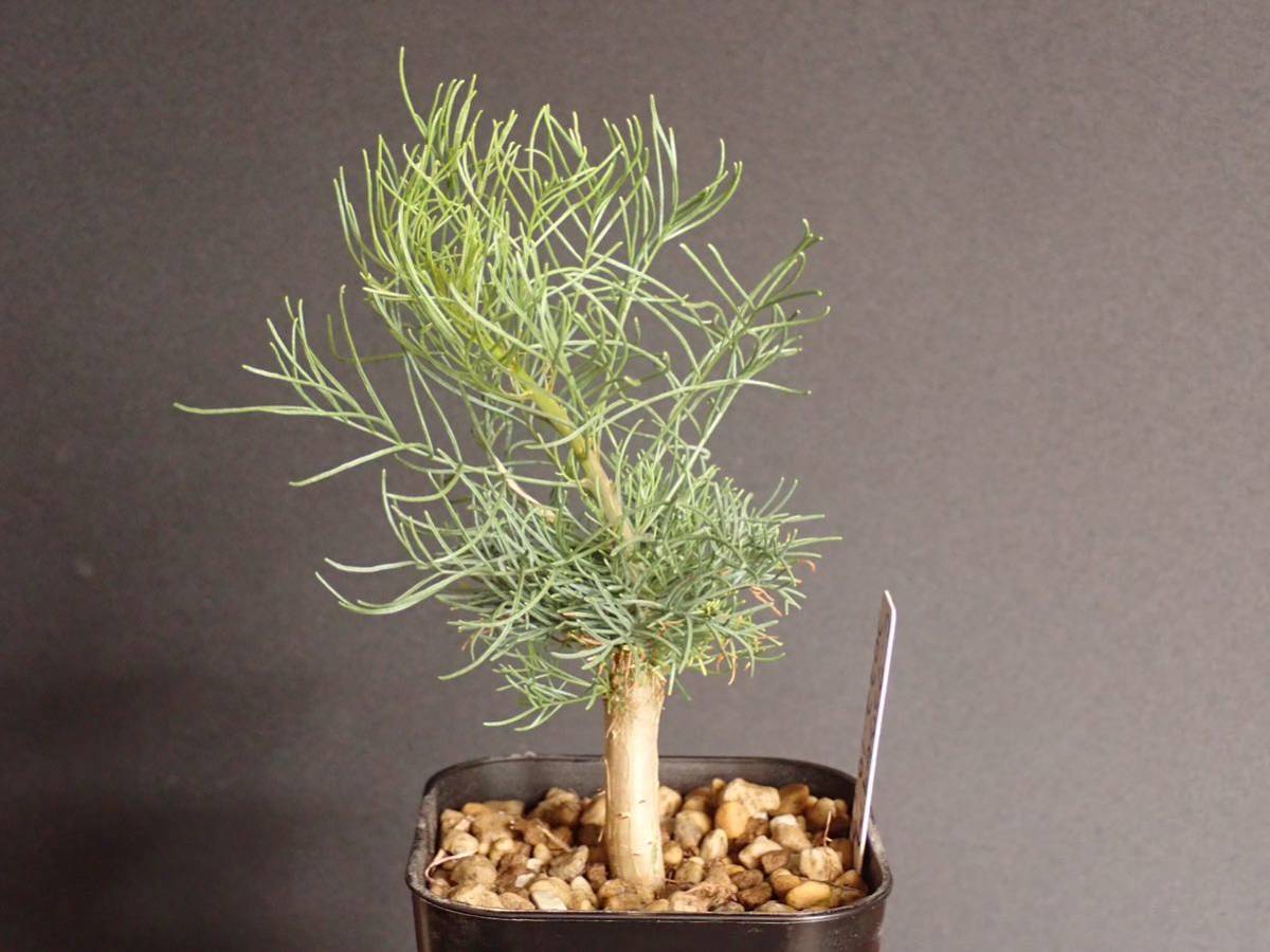 コミフォラ クラウセリアナ Commiphora kraeuseliana 2022/10/17播種