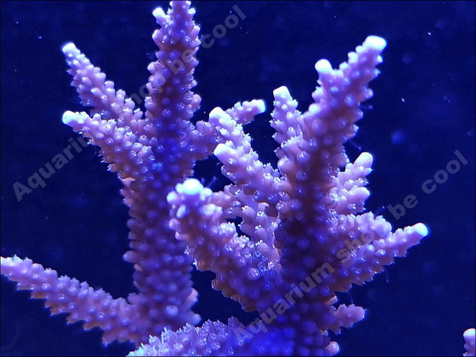 ビクール』 W3 ミドリイシsp（14cm前後） サンゴ,SPS Coral