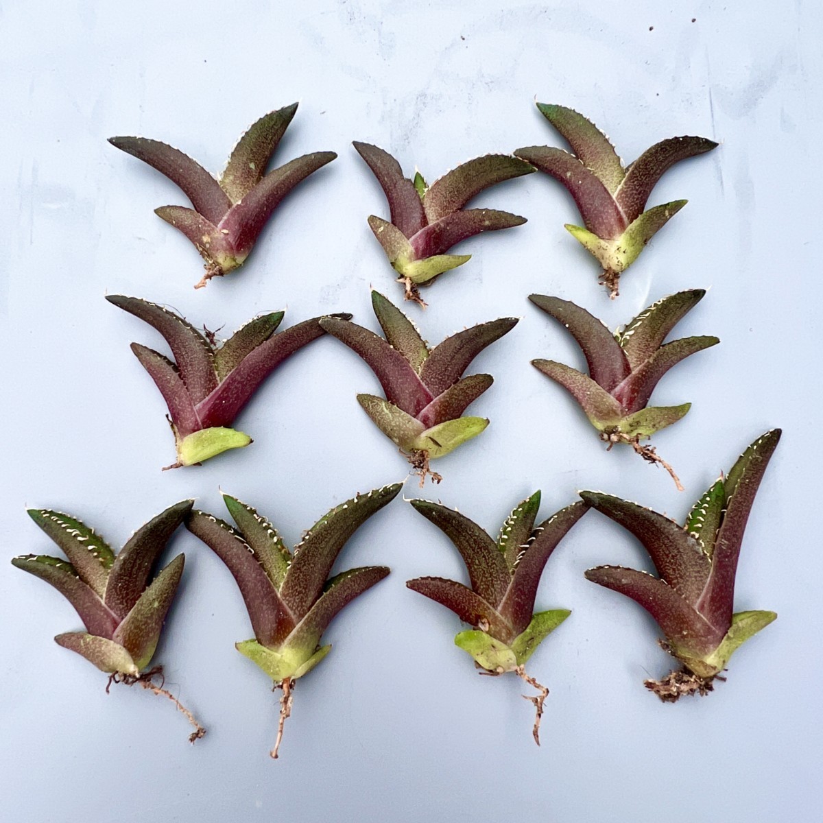 A42 アガベ チタノタ レッドキャットウィーズル 赤猫 ボールタイプ