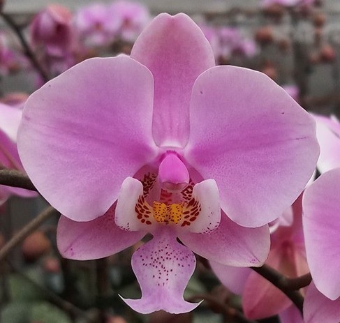 洋蘭原種 (1042) (M size)入賞花 葉の綺麗な胡蝶蘭 Phal. schilleriana 'Pink Butterfly' AM/AOS 'ピンク　バタフライ’