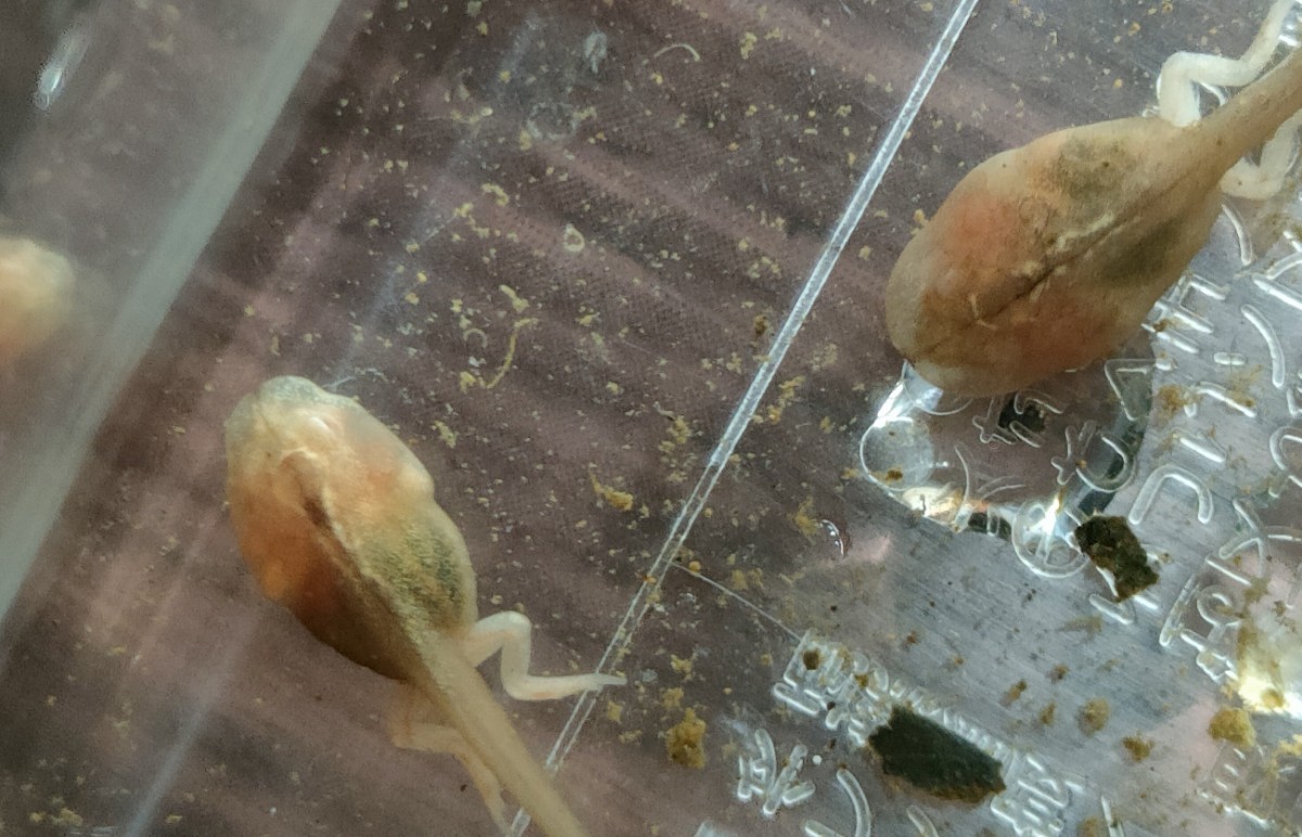 更新！！希少！？ アルビノオタマジャクシ10匹～