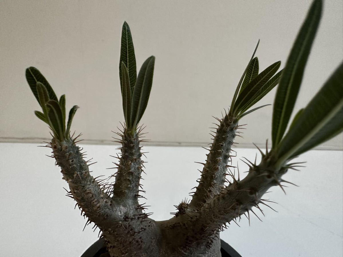 発根済 / コレクション株 / まんまる株 / Pachypodium Gracilius