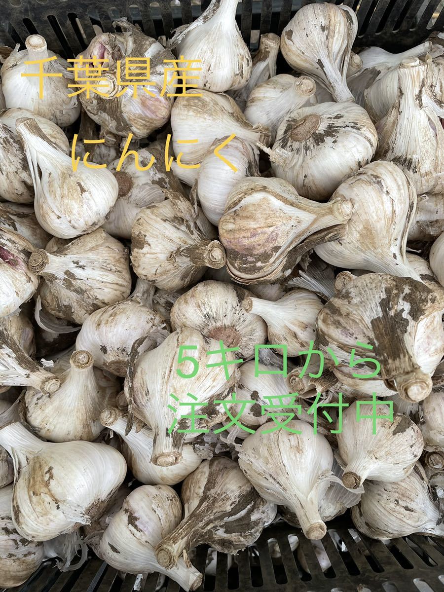 千葉県産 にんにく 10kg にんにく 千葉県産 10キロ 9980円公式ストア 割れ