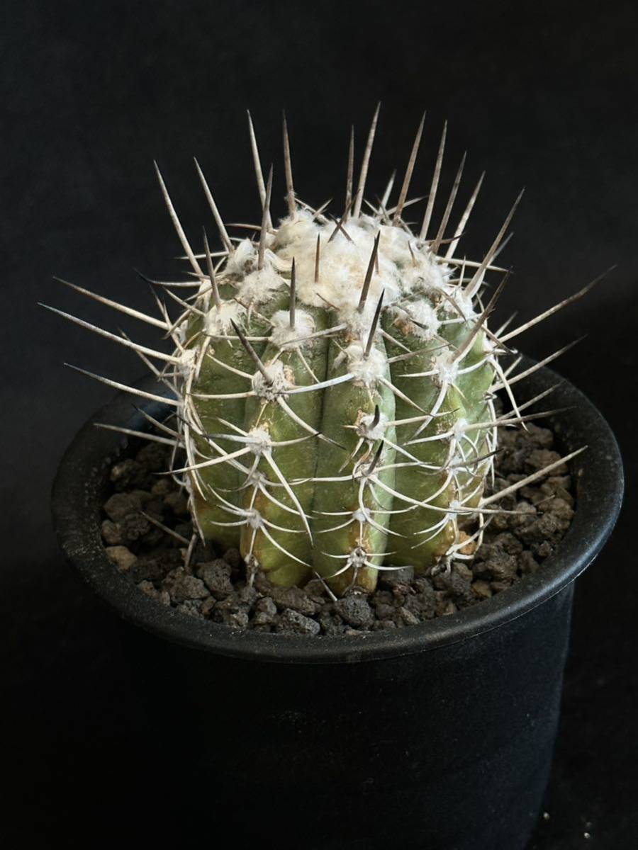 山木 現地球 カキコ コピアポア ソラリス Copiapoa solaris 沙羅玉