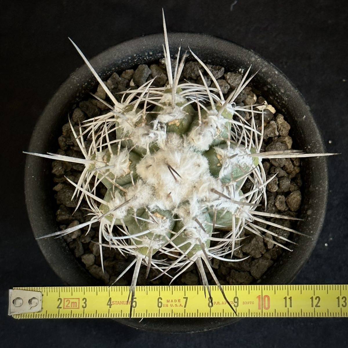 山木 現地球 カキコ コピアポア ソラリス Copiapoa solaris 沙羅玉