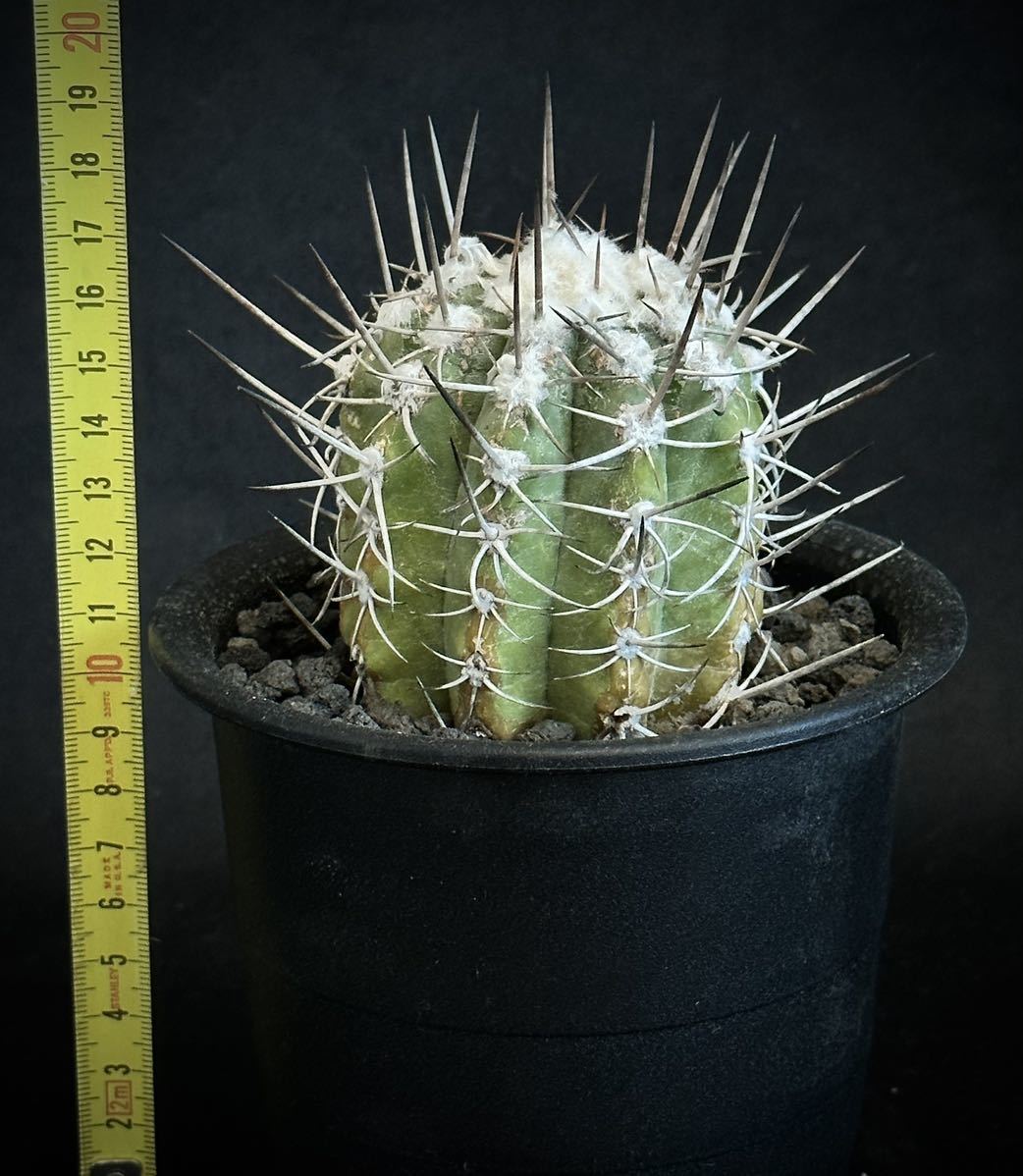 山木 現地球 カキコ コピアポア ソラリス Copiapoa solaris 沙羅玉