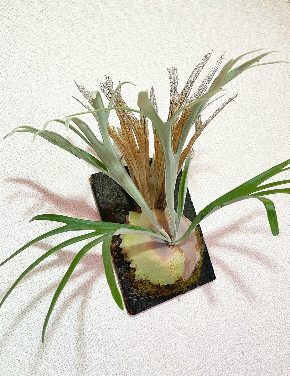 Platycerium veitchii cv.Lemoinei ビカクシダ ベイチー レモイネイ 