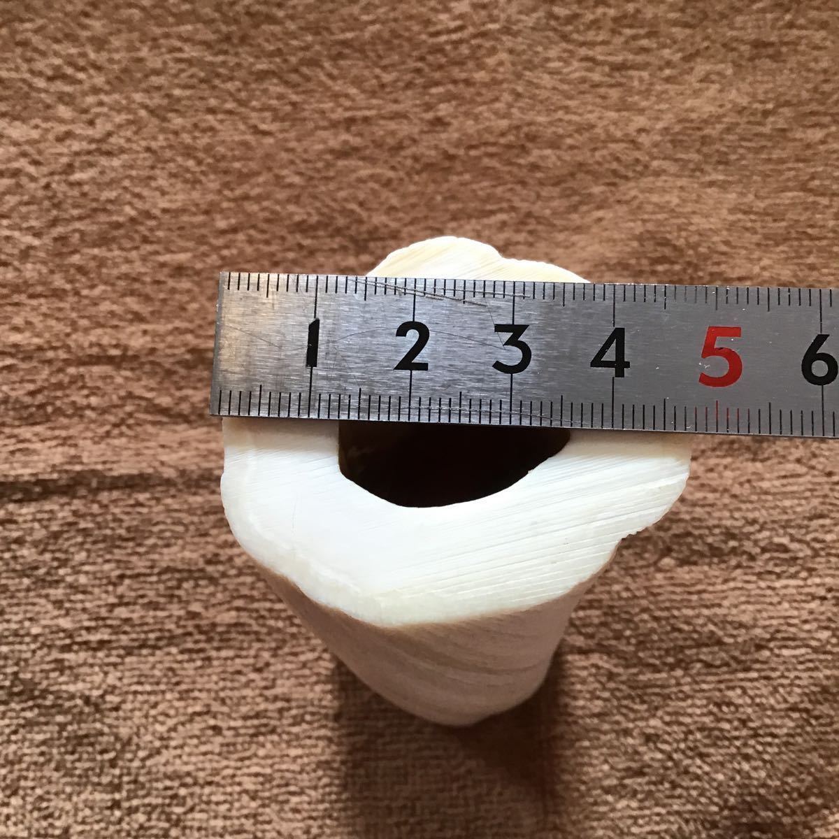 ウニコール 一本もの 1m91cm 3.5キロ！ イッカク鯨の角（歯牙