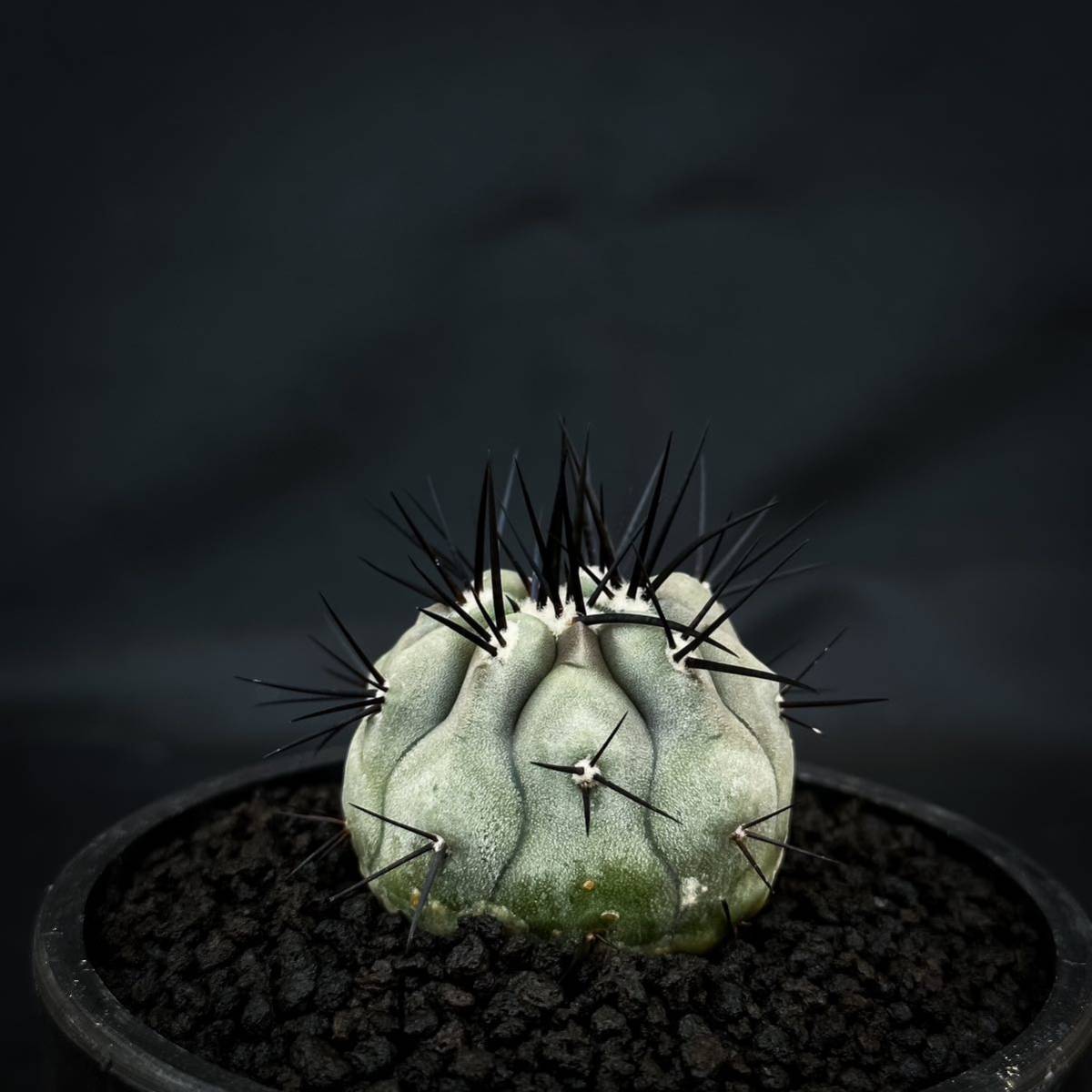 Copiapoa コピアポア コルムナアルバ孤竜丸検黒王丸シネレア