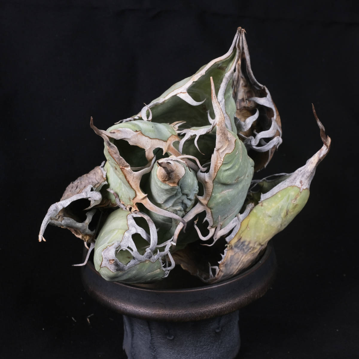 AG161 アガベ オテロイ オアハカ 現地株 チタノタ Agave Oteroi Oaxaca