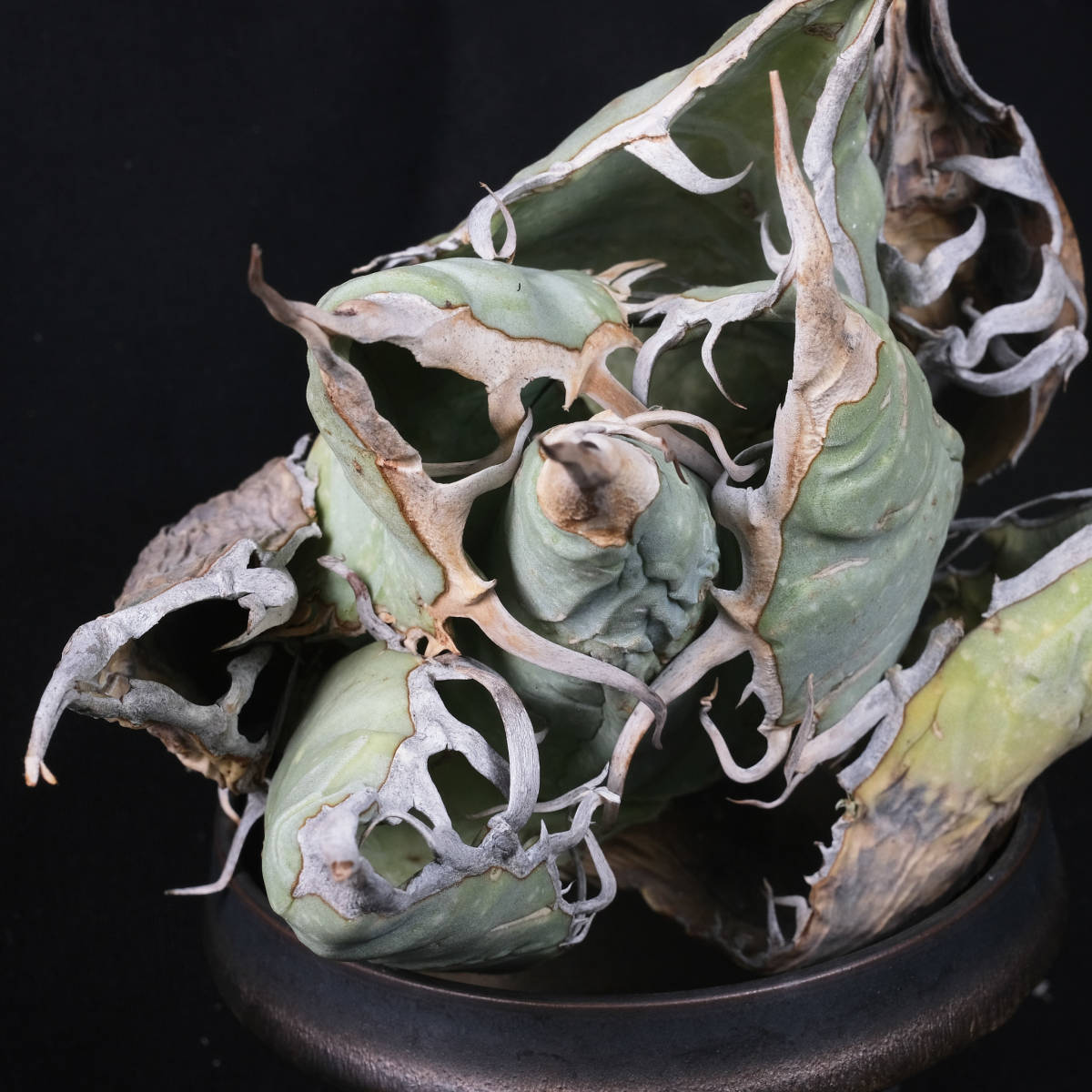 AG161 アガベ オテロイ オアハカ 現地株 チタノタ Agave Oteroi Oaxaca