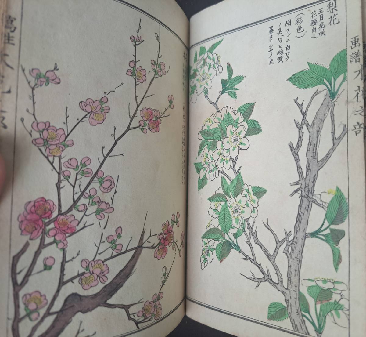 潜龍堂画譜 花鳥之部 明治二十三年 彩色木版(和書)｜売買された  